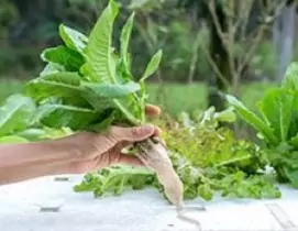 Hydroponics Category Icon