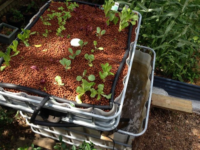 Love of Dirt Aquaponics