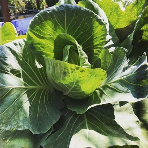 Love of Dirt Aquaponics