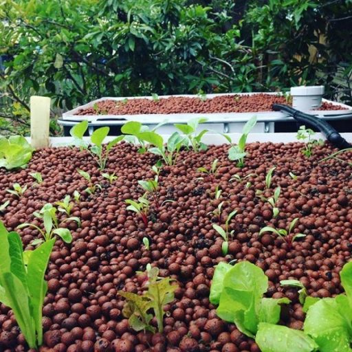 Love of Dirt Aquaponics