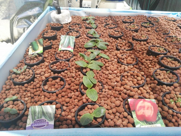 air lift powered aquaponics dwc almost complete - general