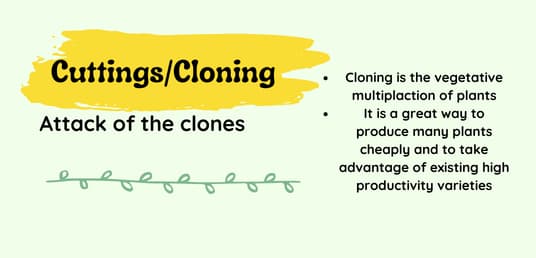 Cuttings & cloning