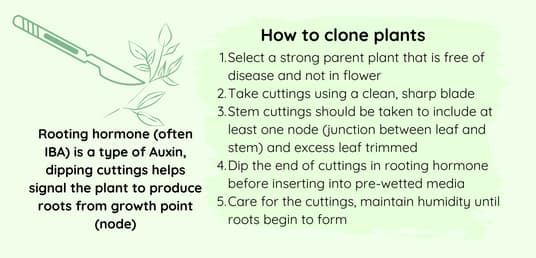 How to clone plants
