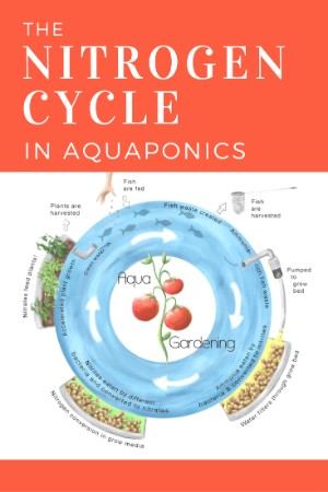Aqua Gardening Nitrogen Cycle Aquaponics