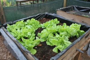 Lettuces in a hydroponic grow bed
