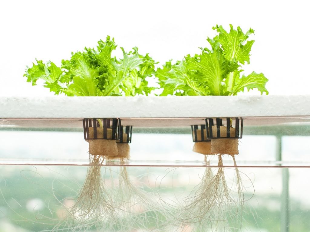 Lettuces in a hydroponic grow bed