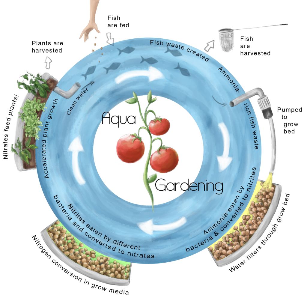 Aquaponics Nitrogen Cycle Diagram