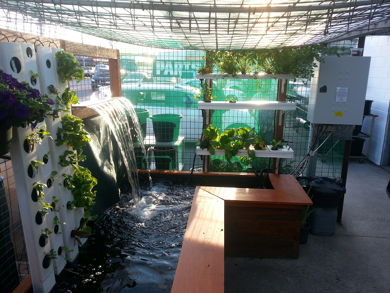Aqua Gardening Pond and Waterfall Aquaponics system 2