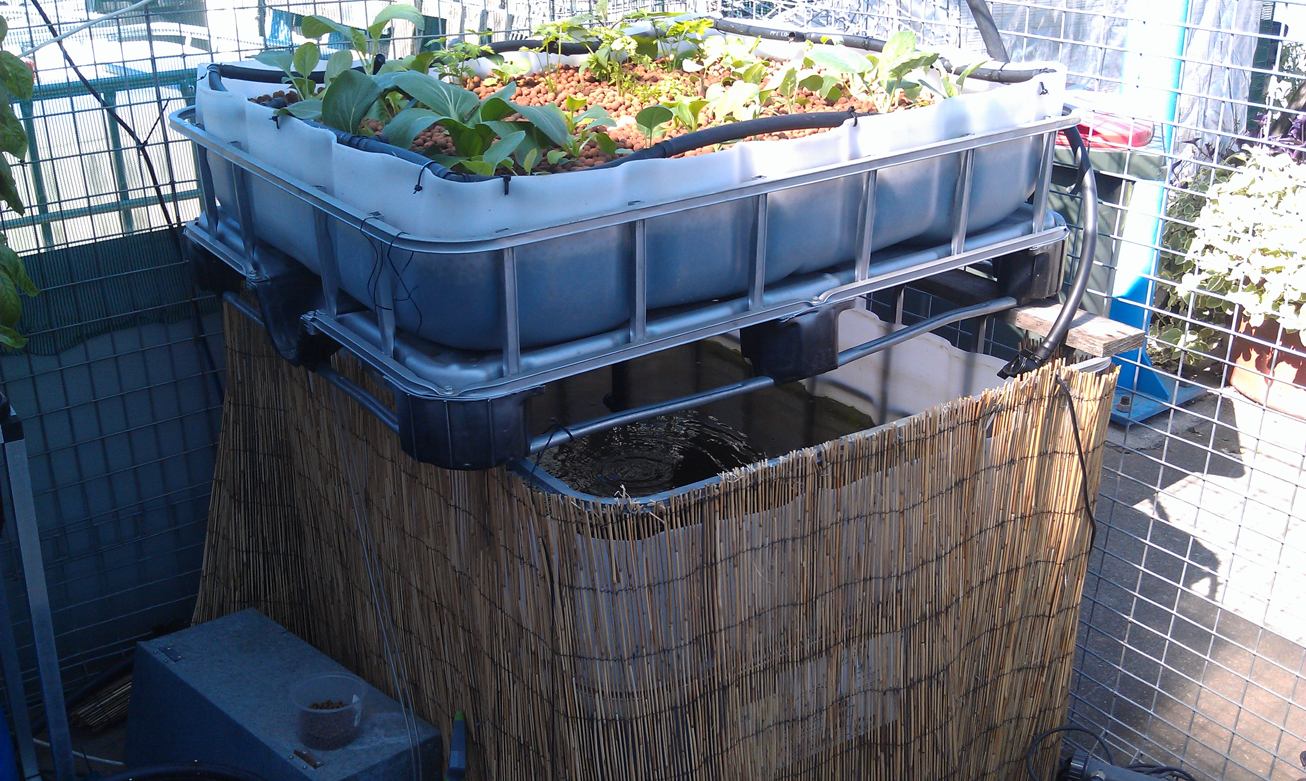 Growbed and fish holding tank made from an IBC