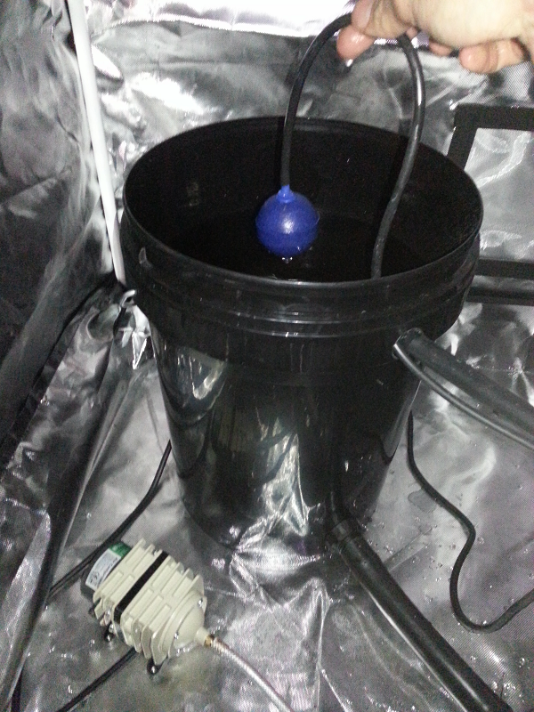 RDWC Indoor Grow - Airstone in 20L Black Pail with Hailea Pump - Aqua Gardening