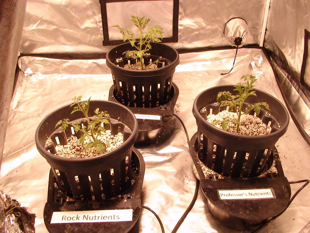 Indoor Autopot Tomatoes under LEC 315W Comparison Grow