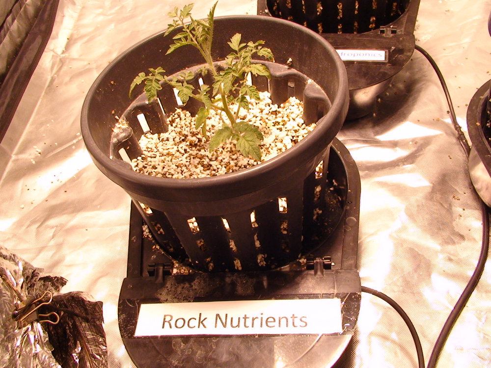 Rock Nutrients Tomato plant in Autopot Indoor Grow