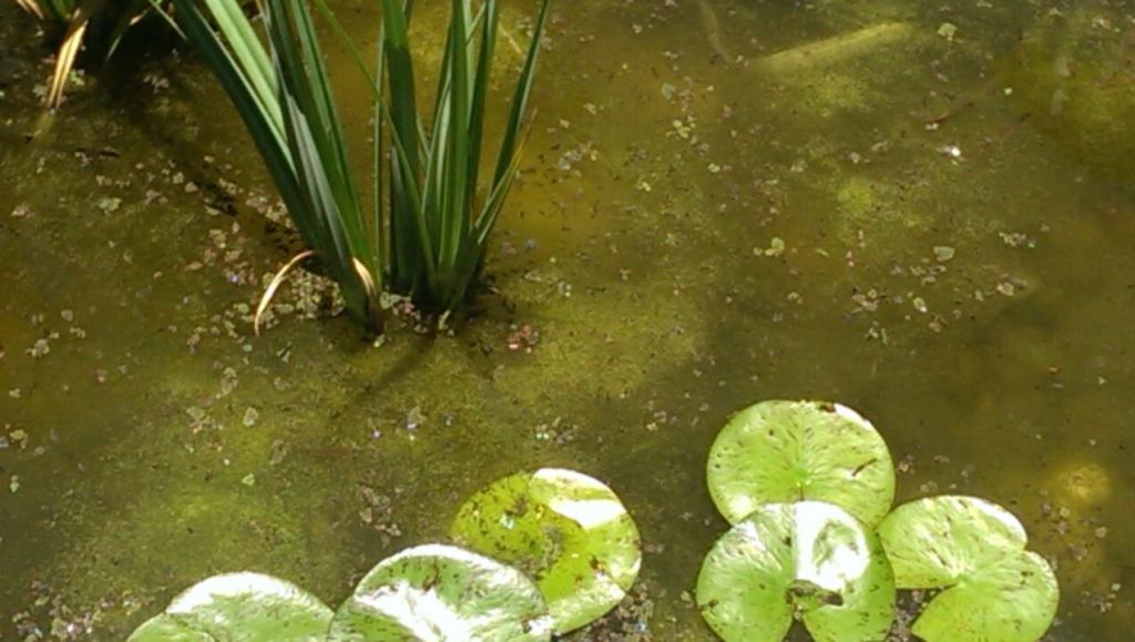 Fish pond algal bloom string algae