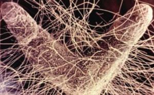 Great White Mycorrhizae Great White Mycorrhizae