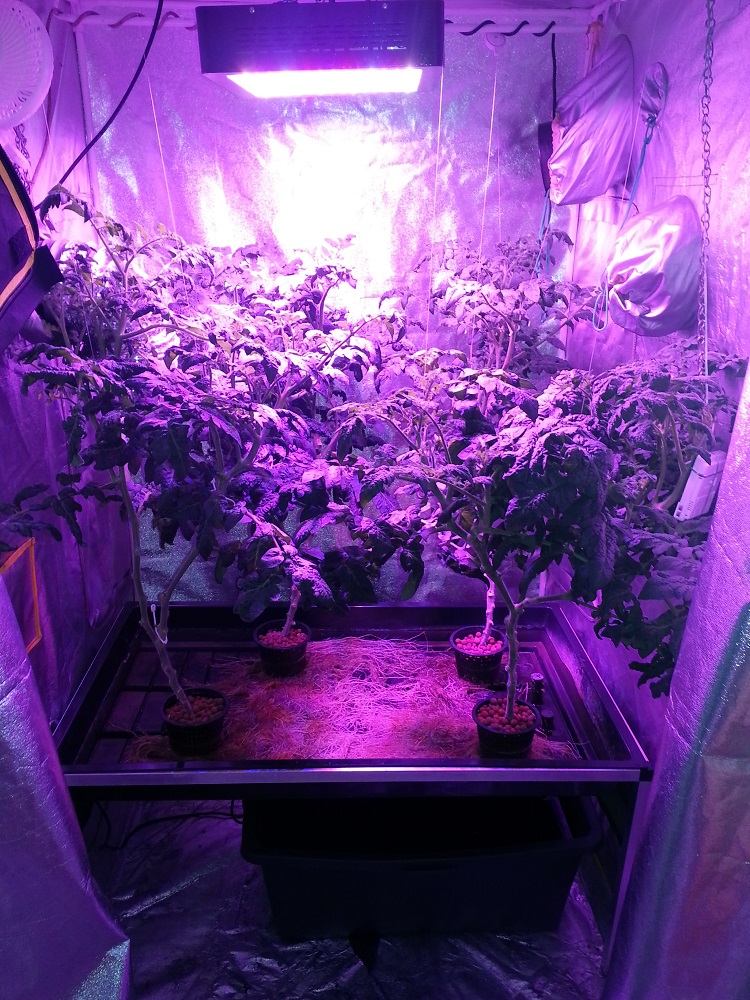 Hydroponic grow new arrivals lights led