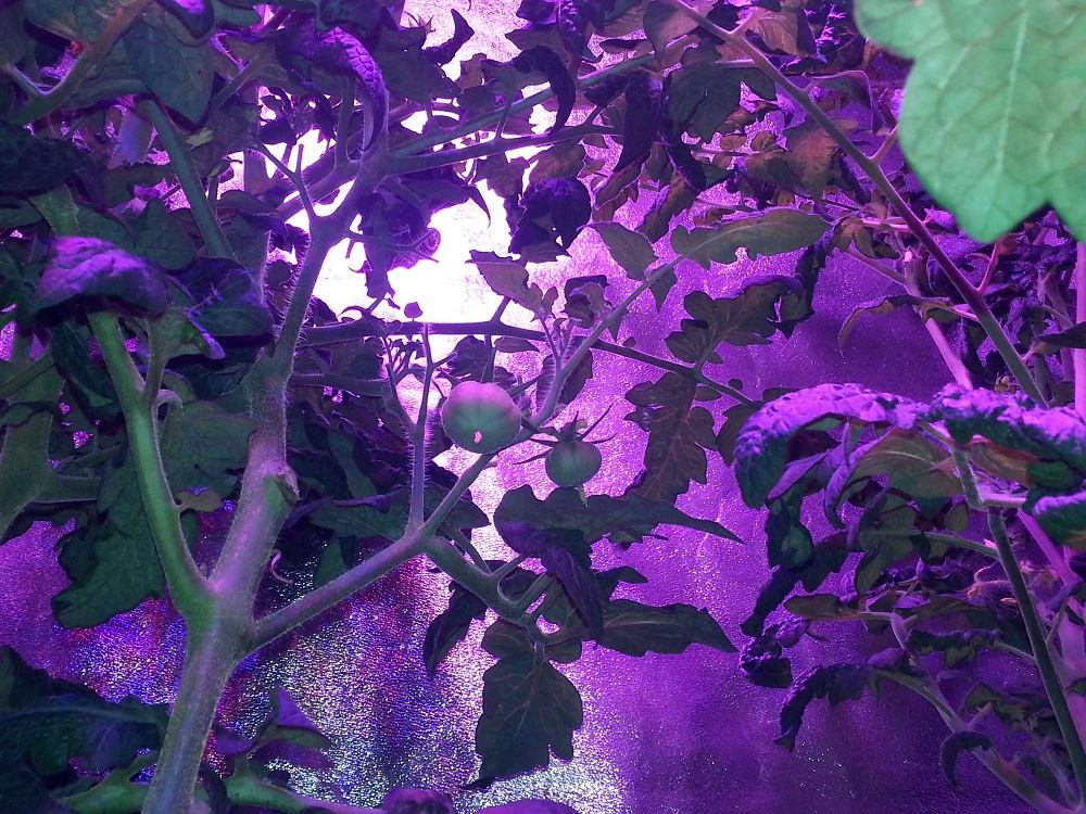 LED Grow performance