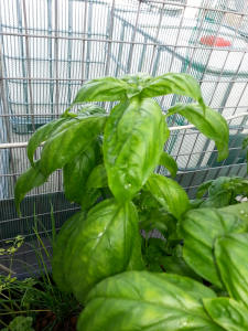 Iron deficiency in basil leaves