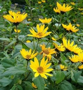 Jerusalem artichokes flowering