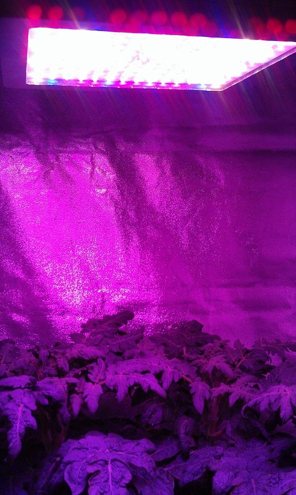 LED grow lights