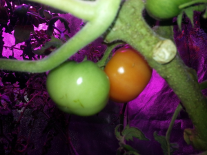 LED tomato with camera flash