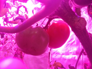LED tomato with LED light