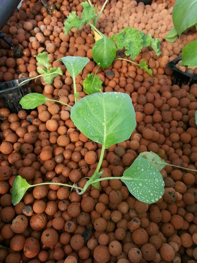 Plantas en guijarros de arcilla