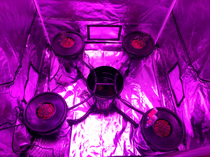 RDWC indoor grow LED light