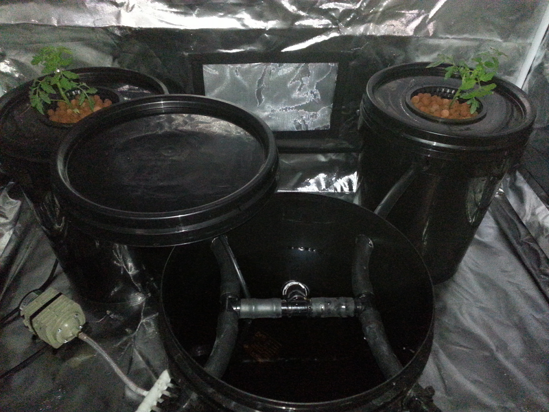 RDWC Indoor Grow August 13 - Water and air pumps - Aqua Gardening