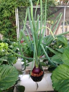 Red Onions growing in an aquaponics system