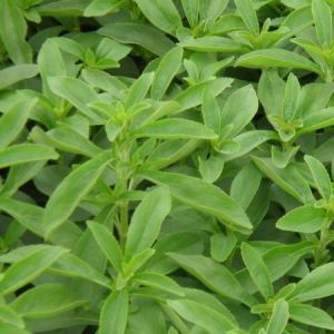 Stevia Plant Leaves