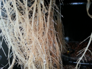 Young tomato roots in aeroponics kit Aqua Gardening