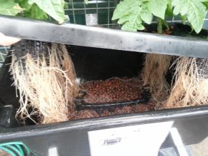 Aeroponics plant roots