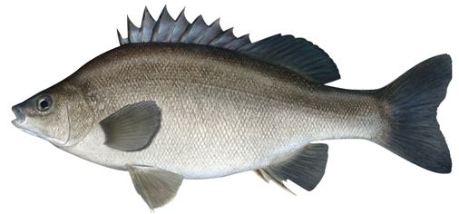 Aquaponics Fish Silver Perch