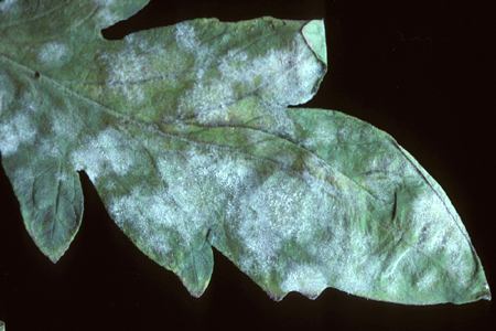 Powdery mildew on a leaf