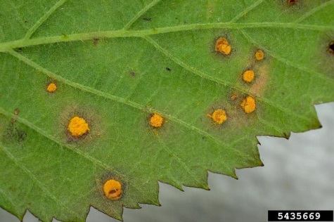 Rust fungus on a leaf