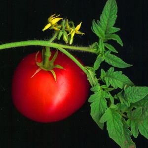 Hydroponic Tomato on Plant