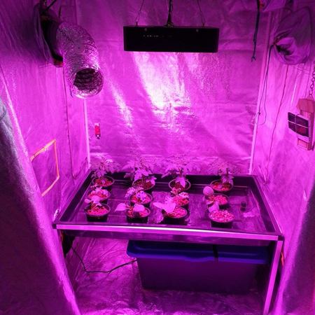 Hydroponics Brisbane