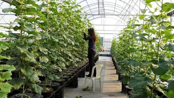 Hydroponics outdoors in a greenhouse