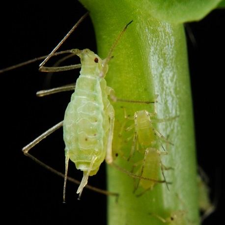 Aphid Pest Control