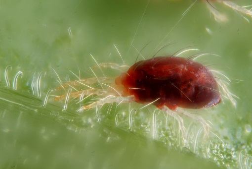 Spider Mite Pest Control