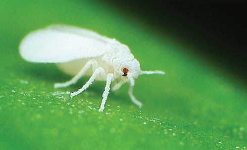White Fly Pest Control