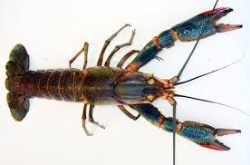 Redclaw crayfish photo