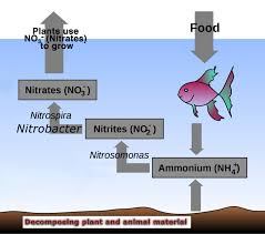 Simple aquaponics nitrogen cycle