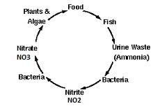 The nitrogen cycle in aquaponics