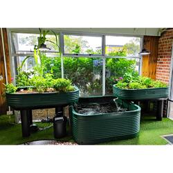 Family Aquaponics Kit 