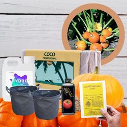 Halloween Pumpkin Grow Kit