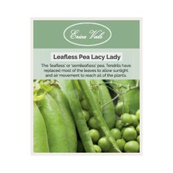 Leafless Pea lacy Lady Seeds