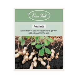 Peanut Seeds