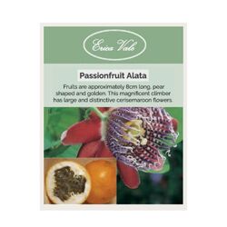 Passiflora Alata Passionfruit Seeds