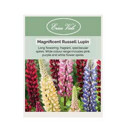Russel Lupin Seeds